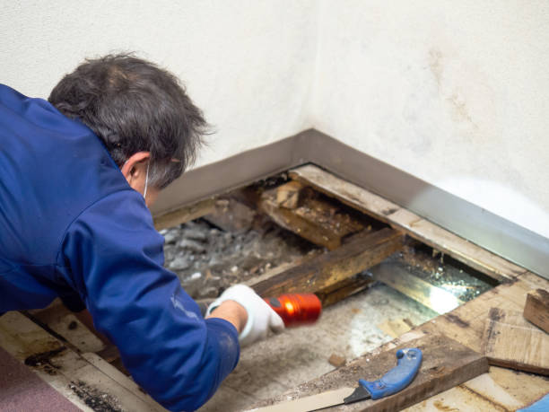 Best Toxic Mold Removal  in Paradise, CA
