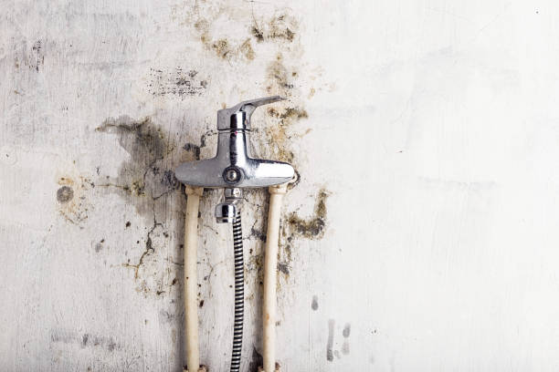 Best Local Mold Removal Service  in Paradise, CA