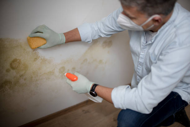 Best Commercial Mold Removal  in Paradise, CA