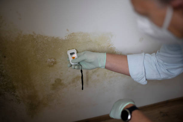 Best Home Mold Removal  in Paradise, CA