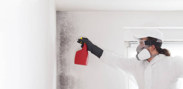 Best Mold Remediation Experts  in Paradise, CA
