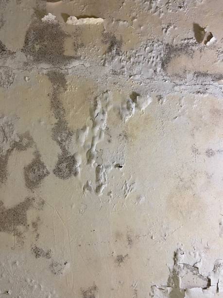 Best Best Mold Removal Companies  in Paradise, CA