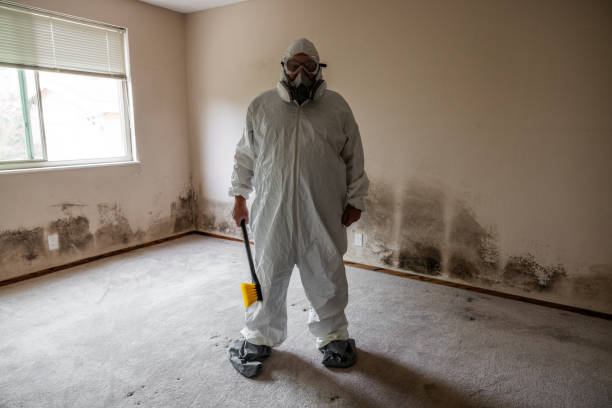 Best Mold Removal Company Near Me  in Paradise, CA