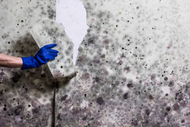 Best Fast Mold Removal  in Paradise, CA