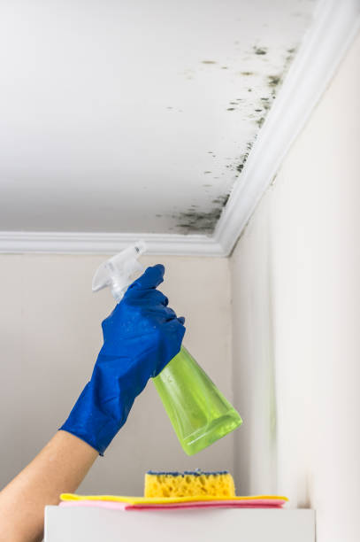 Best Mold Removal Near Me  in Paradise, CA
